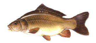 Carpe Cuir - poissons du lac de saint Front