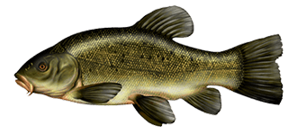 Tanche - poissons du lac de Saint Front