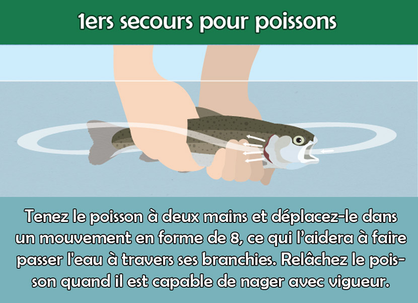 1ers secours pour poissons - Pêche Haute-Loire