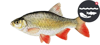 Rotengle - Poissons du lac de Saint-Front