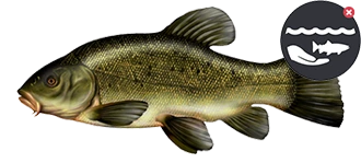 Tanche - poissons du lac de Saint Front